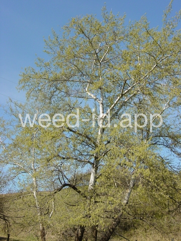 poplar, white